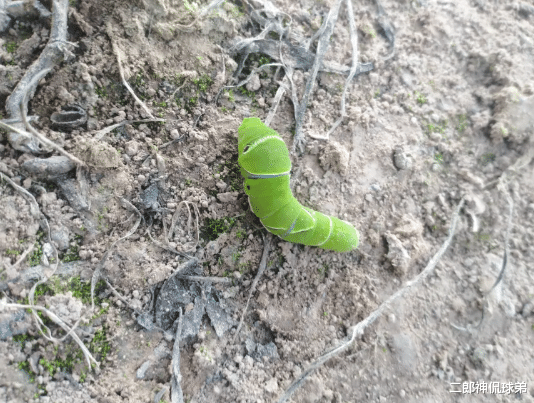 |“是青蛙劈了腿，还是小蛇出了轨？”哈哈哈救救我！