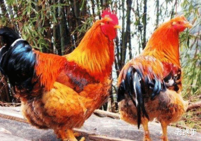 【科学家】人不吃鸡的话，那鸡可以正常活多少年？科学家：比你以为的还要年久