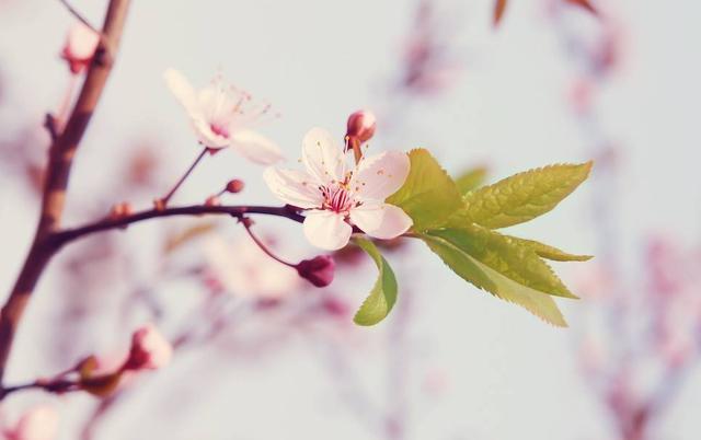 生肖|越老越有魅力,容易成为贵妇阔太,一生大富大贵的三大生肖女