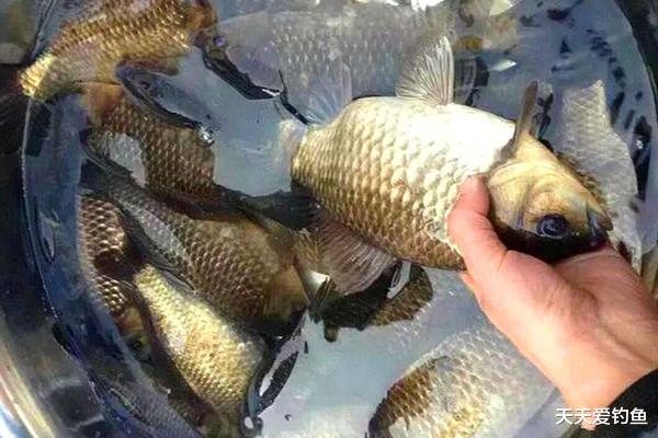 鲫鱼|钓鱼调漂技巧：钓鲫鱼的最佳调漂方法，没有之一！