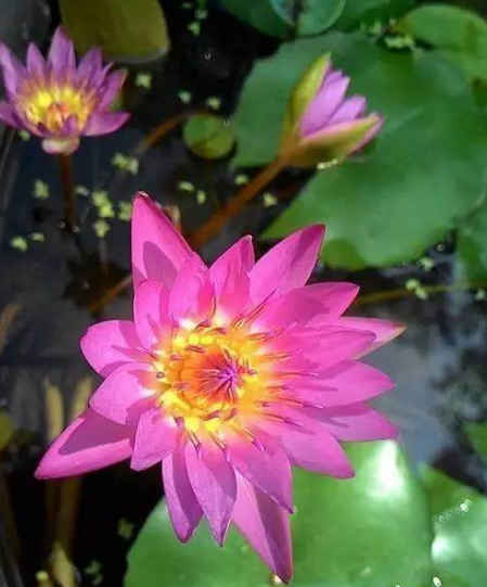 「」未来三个月脱霉运,4属相运势红火,生活大好,越过越顺心