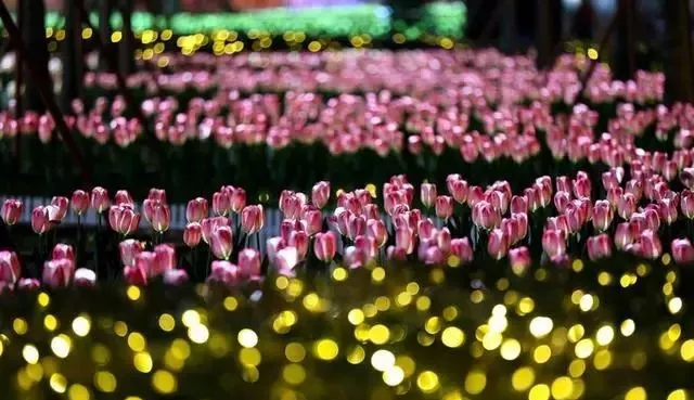 雍锦和府东方美学示范区盛放，惊艳全城！