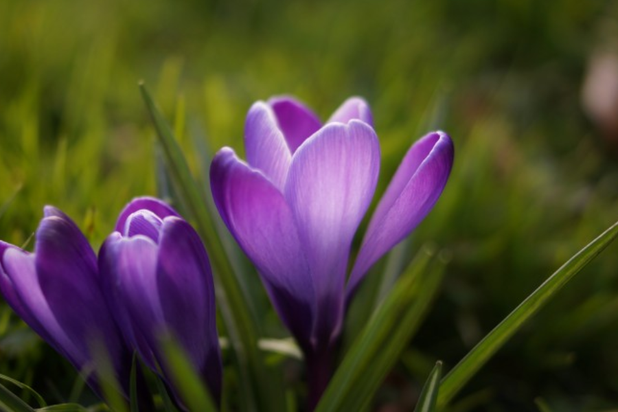 星座男：七月开始：运势高旺，出门撞横财，财路一路畅通的生肖