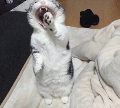 居然拿小鱼干说事，被逼急猫咪发飚，表情姿势一步到位