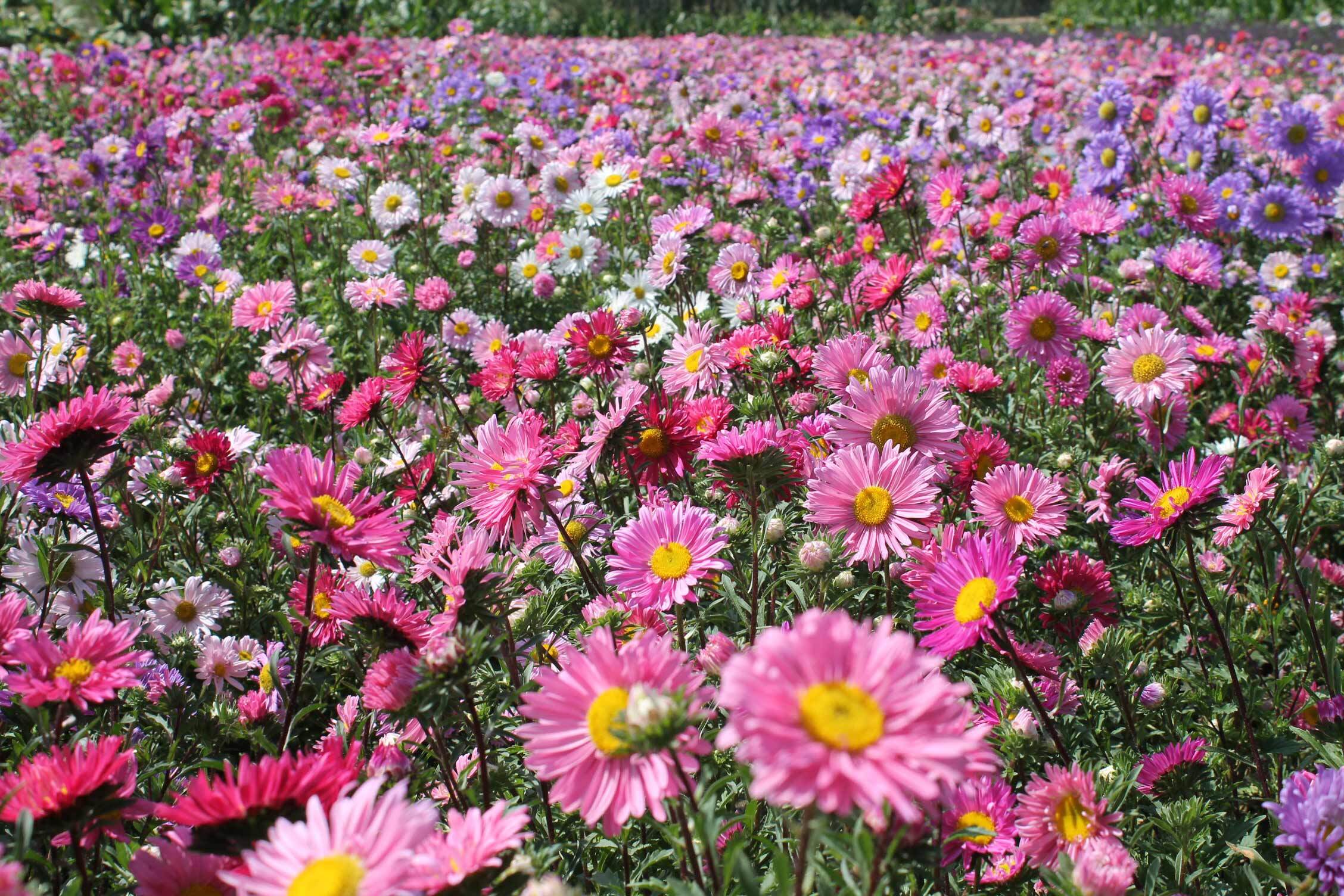 种植帮 象征着藏族文化的花朵—格桑花，寄托了藏族人民的美好情感