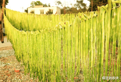 莴笋|酷似莴笋的蔬菜,新鲜的没人吃,做成菜干50元1斤,人称“贡菜”