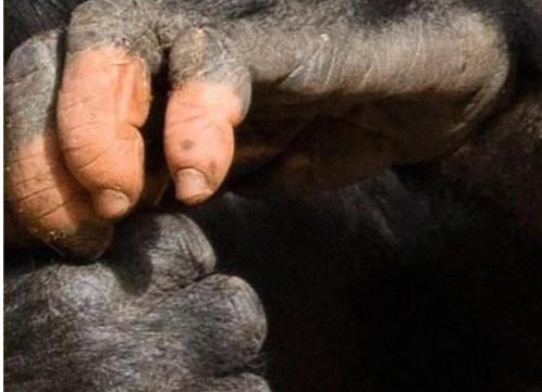 烟酰胺|2019年美国发现一只变异的黑猩猩，拥有人类手指，它后来怎样了？