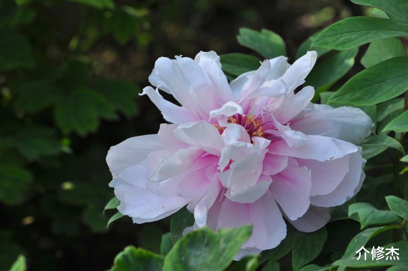 #生肖#十二生肖中,注重情谊的四大生肖,桃花运异性缘也不差!