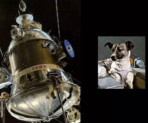 1957年，苏联将一只3岁的小狗送入太空，它后来的命运怎么样了？