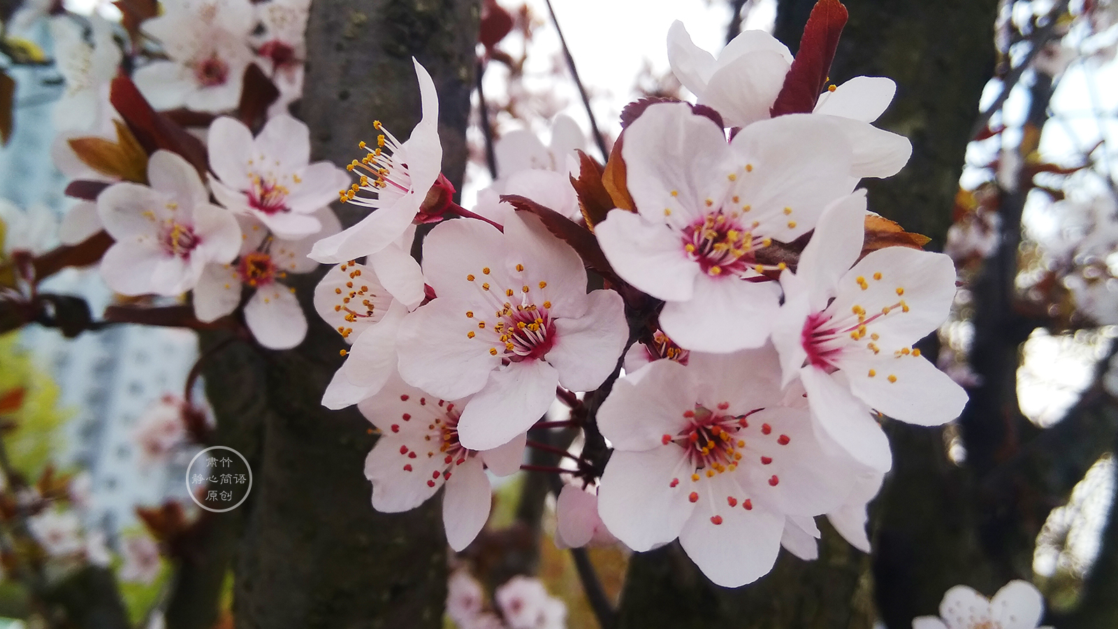 肃竹 爱情是被岁月摇匀的陈年老酒，我们慢慢地品味