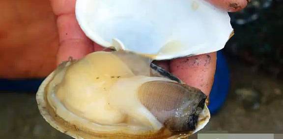 鱿鱼|开海了！这84种海鲜，你都认识吗？