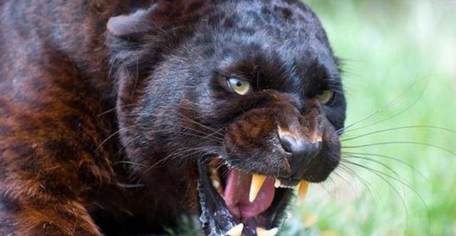 老虎|世界上最凶猛的动物，连狮子和老虎都自愧不如，它是谁？