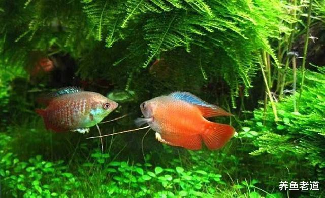 如果想要给自己的观赏鱼缸减密，先减哪些品种的鱼比较好？