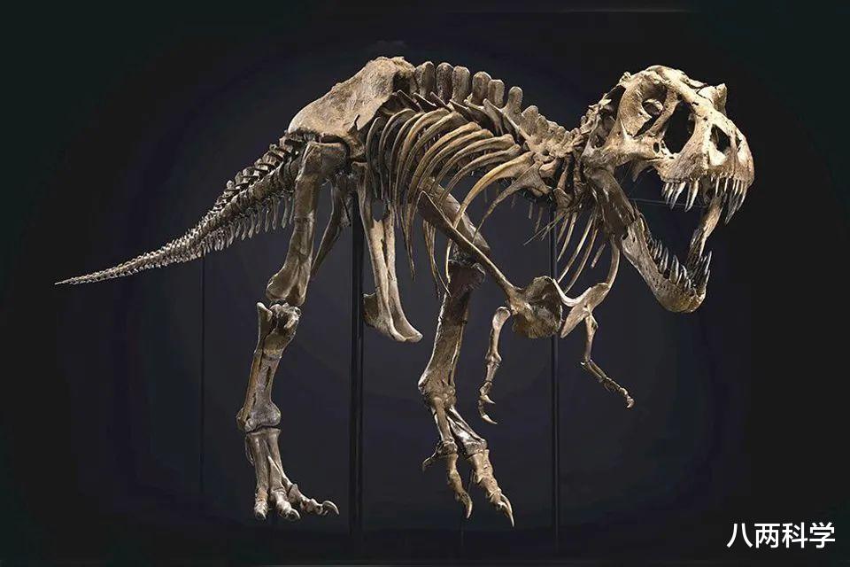 霸王龙|美国发现第一个完整的霸王龙骨架，或与三角龙搏斗，最后双双死亡！
