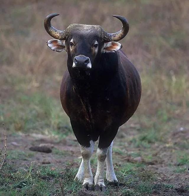 ##在柬埔寨不能做的十件事