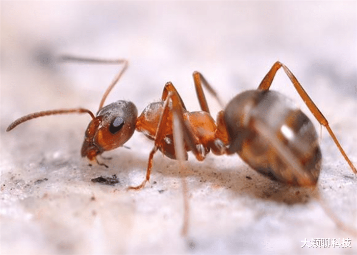 三维空间▲蚂蚁眼中，认为地球没有人类，那“鬼魂”或是高维空间产物？