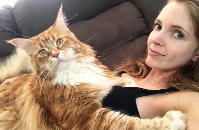 当大体型缅因猫遇上橘猫的基因，巨型“橘猪”没错了