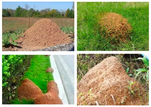 红火蚁@遇到这种小红土堆，千万别碰！广东各地都有