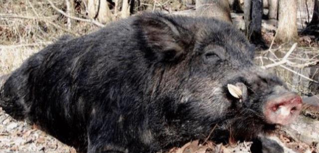 毒蛇■猪是蛇的克星?人们印象中蠢笨无比的猪,为何却不惧怕毒蛇?