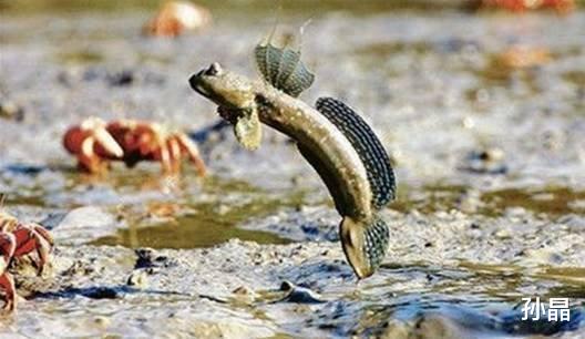 科学家@世界最可怜的鱼,花了4亿年走上陆地,却沦落到这个下场!