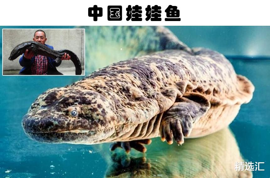 水母|你可能还没了解过的7种巨型动物