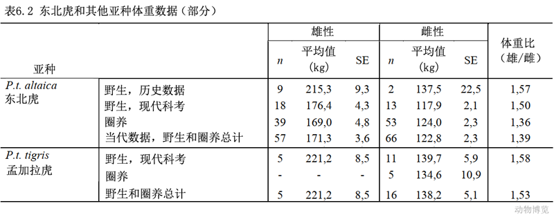 孟加拉虎|有人说东北虎体型比孟加拉虎大,但打不过孟加拉虎,真的吗?