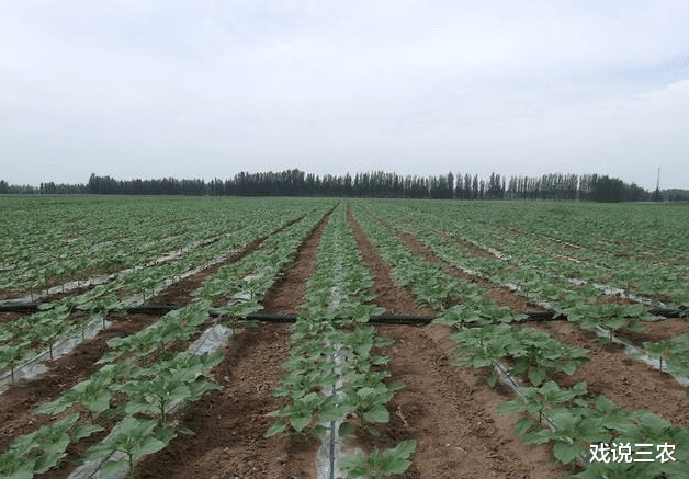 地方时政|农业大变天？裸果要提价？新政策落地，国家投真金白银，好好干！