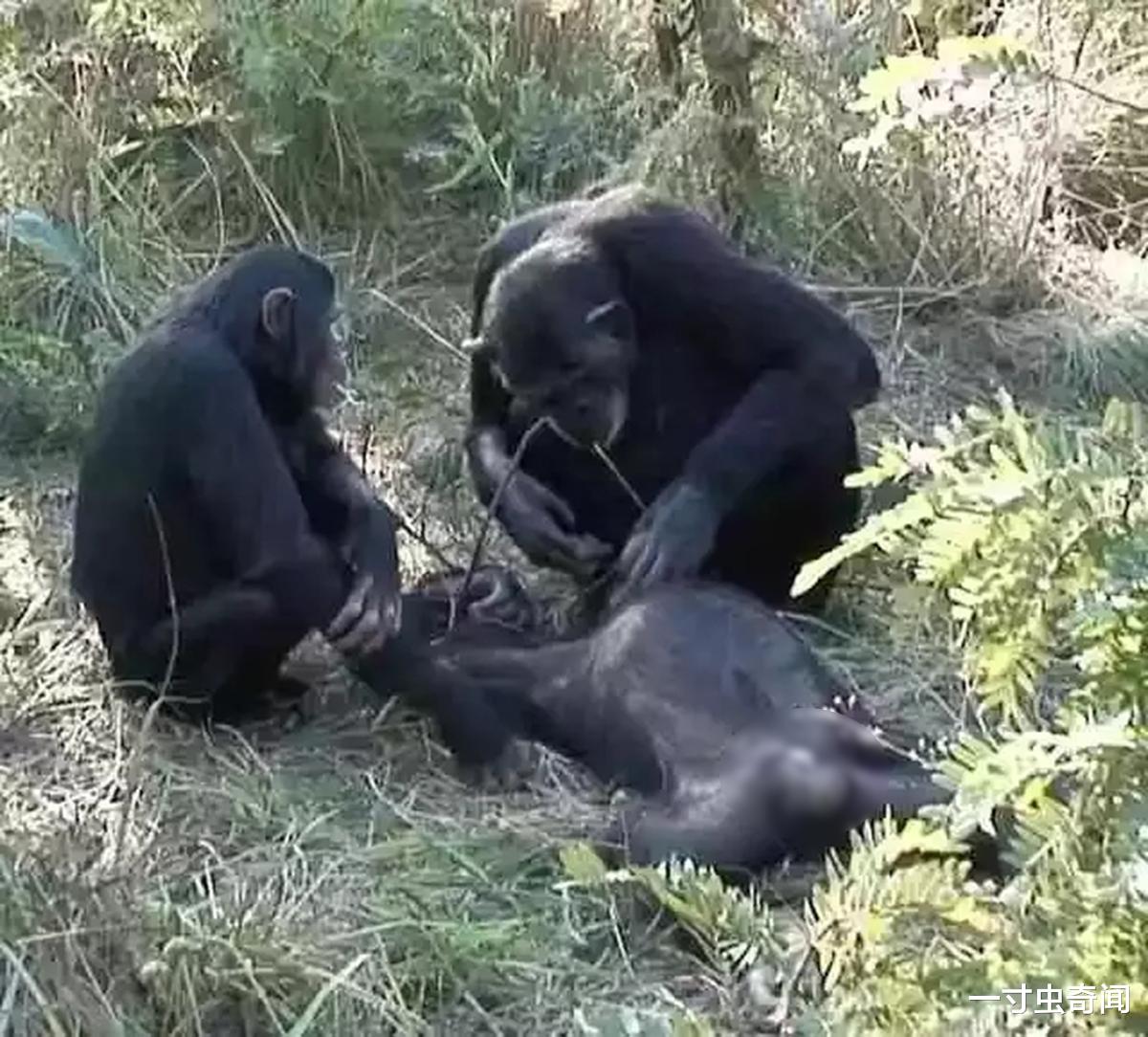 |猩球大战?贡贝黑猩猩战争,同类蚕食,揭露黑猩猩不为人知的一面