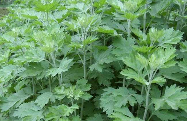 「」十个人九个腰疼，每天用“它”泡脚，坚持半个月，轻松能上楼！