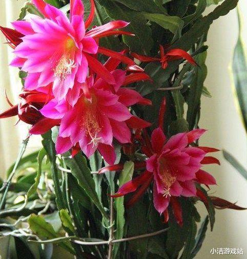 「白羊座」未来7天,兜兜转转,缘分未尽,3星座坚定内心,最终选择的还是你