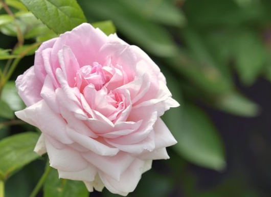 [运势]6月上旬，开始运势红火，4属相存款一路涨，好运连连，享荣华富贵