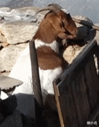 #向往的生活#论节目运营，只服《向往的生活》