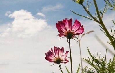 生肖|8月双喜临门，9月大富大贵躲不掉，4生肖贵人进门鸿运接二连三