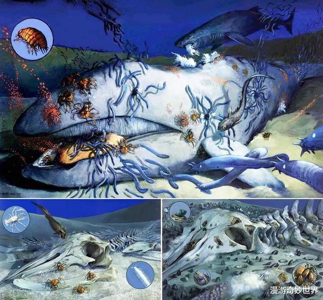 动物冷知识|20个不可思议的动物冷知识，看完姿势大涨！