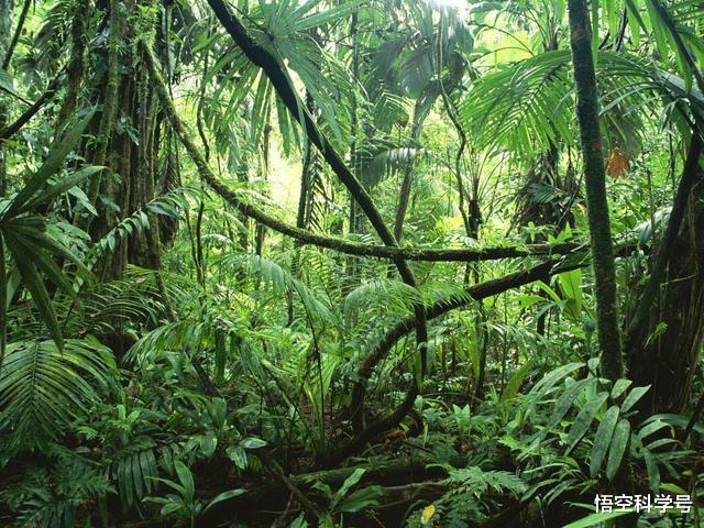 「眼镜蛇」过山峰分布在我国的哪些地方，它为什么不是眼镜蛇属动物？