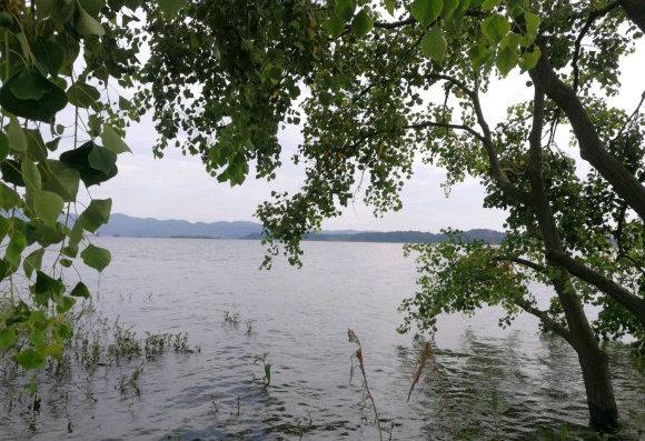 |江门钓鱼人，西江里钓起许多“小鱼苗”，竟是凶猛掠食鱼？