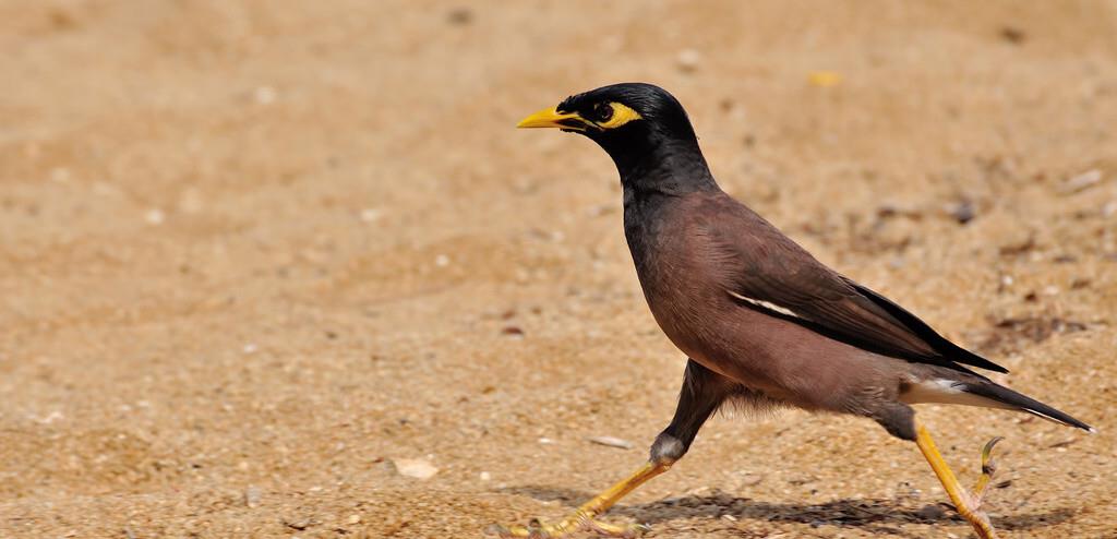 昆虫|人类苦苦寻找的“外星人”,竟然就生活在我们身边,还最常见!