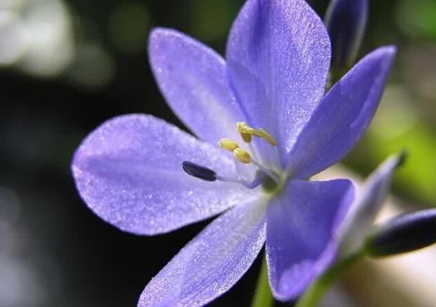 运势|10月开始，事业功成名就，运势如火，财富满盈的4大生肖