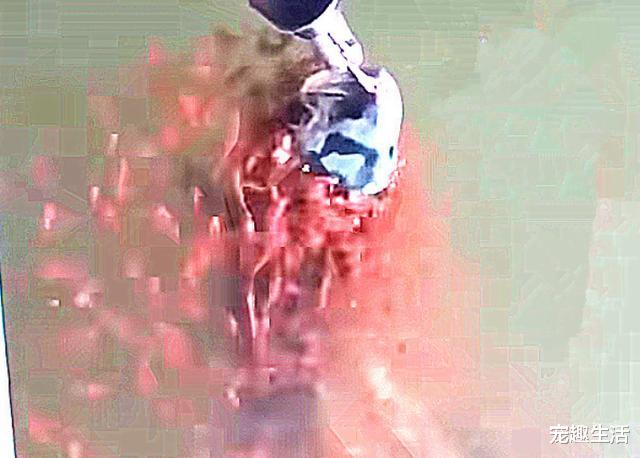 『』大鱼要被钓走，小鱼迅速把它围住，奋力要救下母亲，画面感人