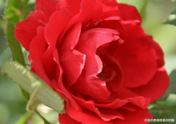 「运势」未来一周，4属相出门撞大运，运势上上吉，桃花旺喜脱单