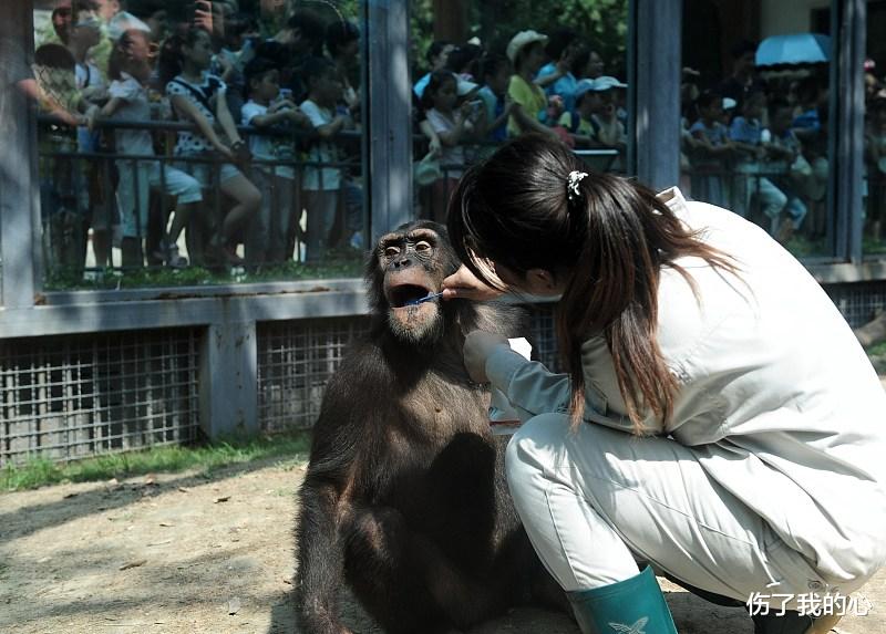 黑猩猩|都知道艾滋病毒来源于猩猩,第一个感染的人类,到底与猩猩做了什么?
