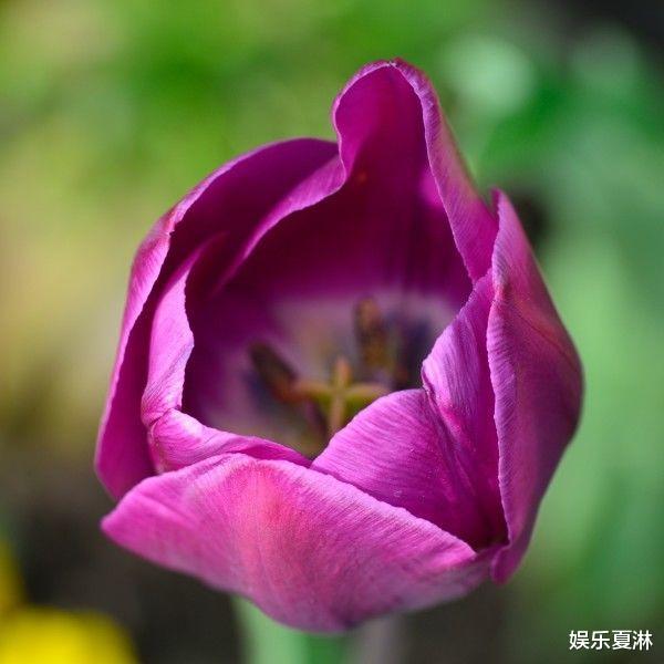 [星座女]天生“公主命”的3大生肖女，早年老公宠，晚年子女孝顺有出息！