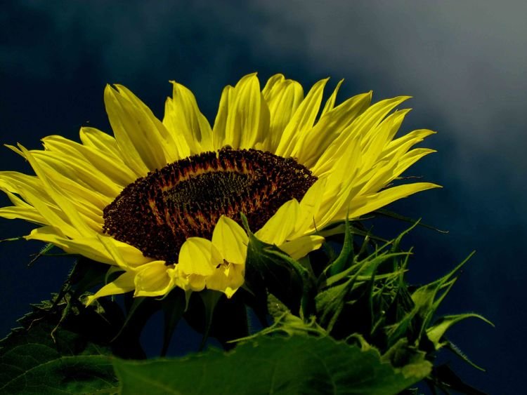 旧爱|在9月份，旧情复燃旧爱回归，四大星座思念成疾再度为爱牵手