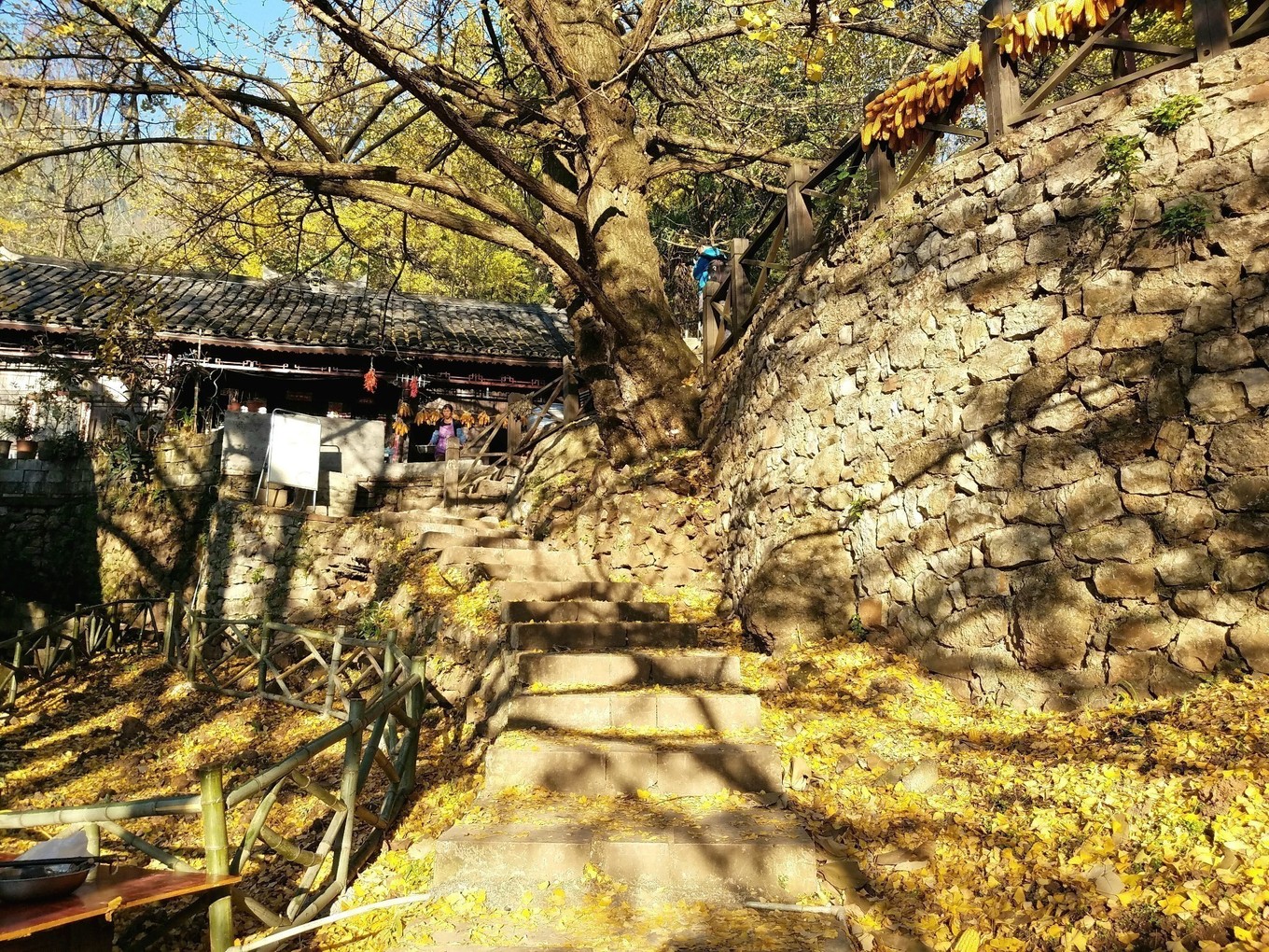 秋天的童话|金秋十月赏银杏，这个古村告诉你，什么才是秋天的童话！