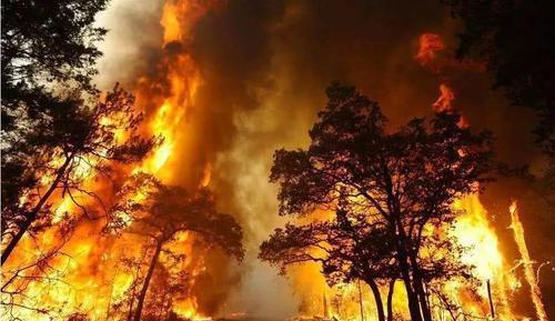 科学家|澳大利亚大火后，植被复苏，本来是好事，为什么科学家却不高兴？