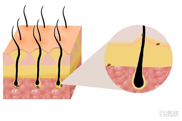 水煮蛋▲不论男女，经常用艾叶水洗头，解决不少烦恼，成本还低