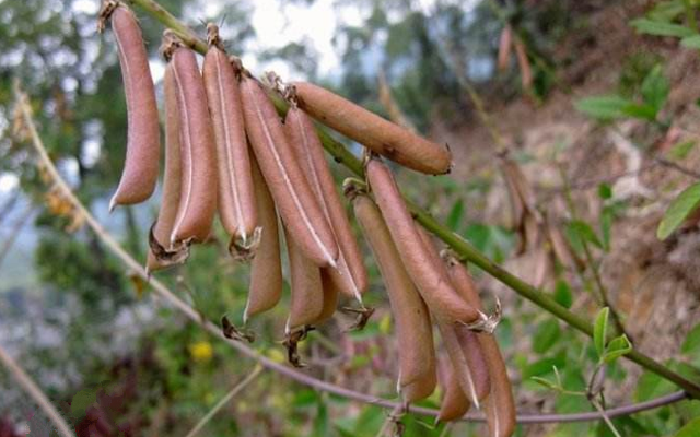 猪屎豆|路旁成片无人识，还常被荒废，殊不知果实36元一斤，认识吗