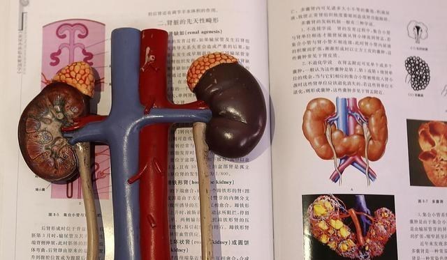 [枸杞]男生肾功能“稀烂”，这个部位会“汗如雨下”，可别掉以轻心