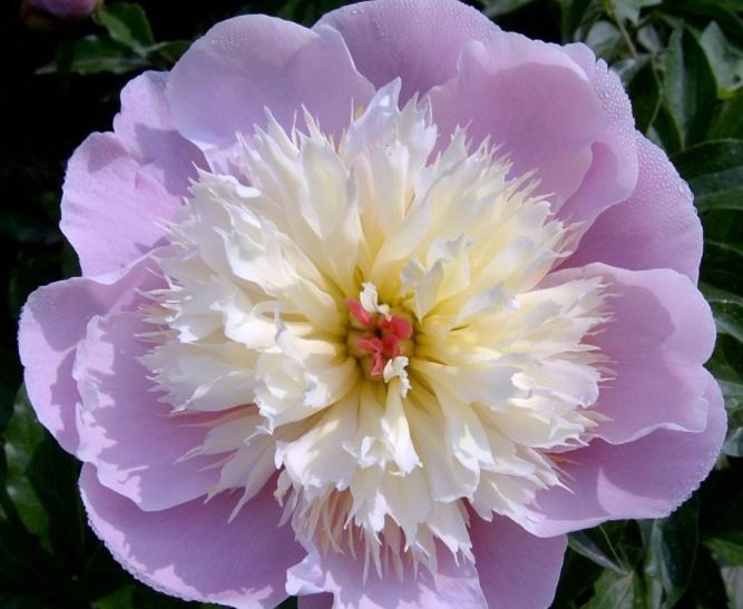 旧爱|“七夕”来临，月老牵线，桃花遍地，收获美好“爱情”的3大生肖