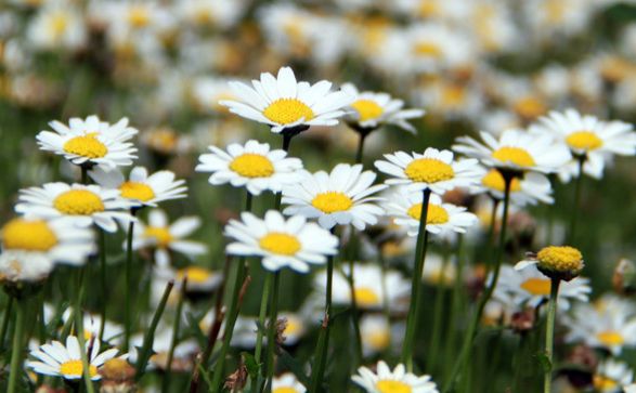 运势|8月底，运势大红大紫，4属相好运不断，喜事连连，财运滚滚